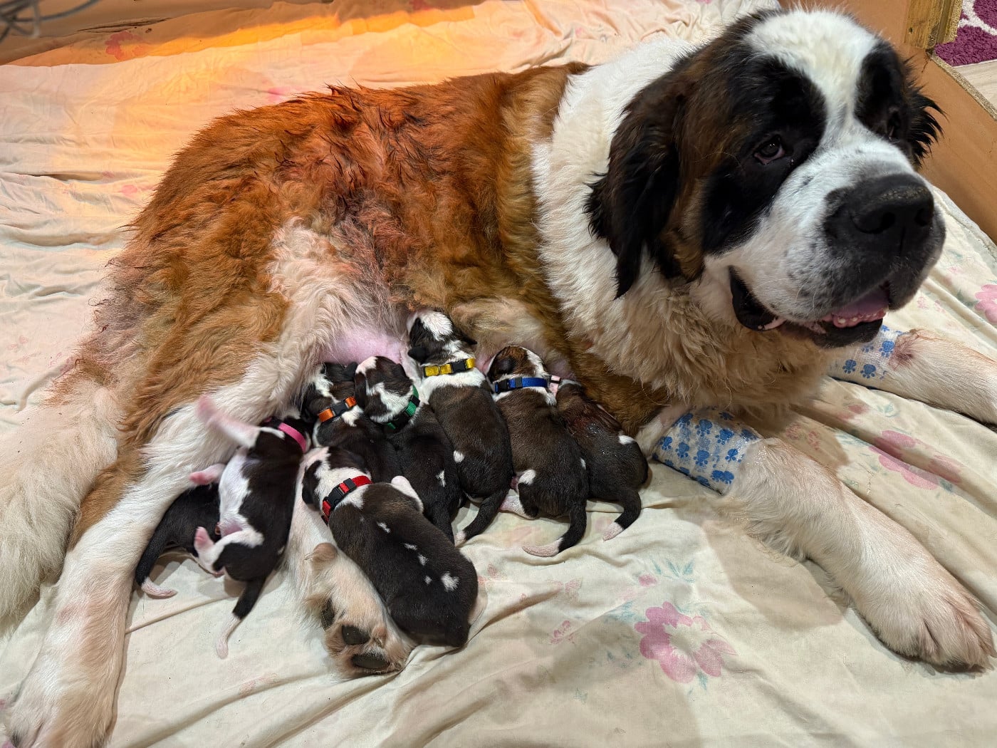 collier Jaune - Chien du Saint-Bernard