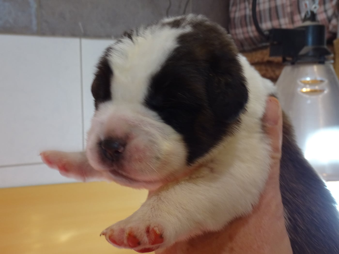 Chien du Saint-Bernard - du mas de Jalnot