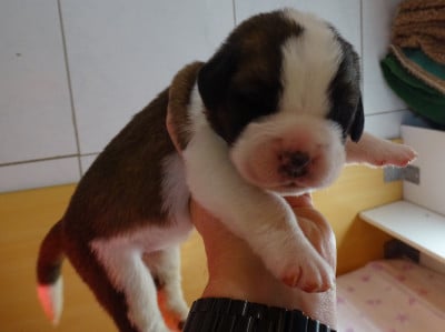Les chiots de Chien du Saint-Bernard