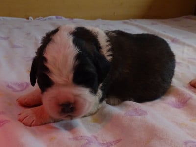Les chiots de Chien du Saint-Bernard