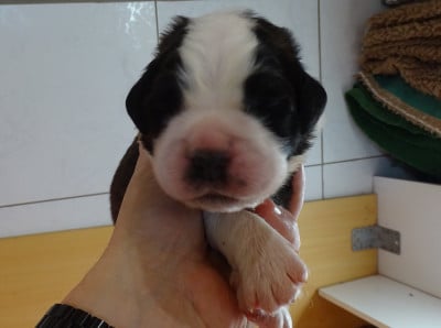 Les chiots de Chien du Saint-Bernard