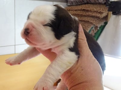 Les chiots de Chien du Saint-Bernard