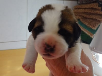 Les chiots de Chien du Saint-Bernard