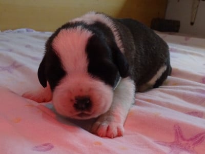 Les chiots de Chien du Saint-Bernard