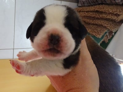 Les chiots de Chien du Saint-Bernard