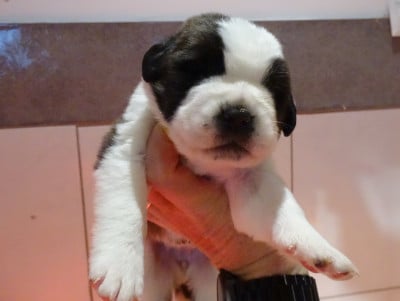 Les chiots de Chien du Saint-Bernard