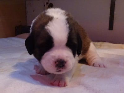 Les chiots de Chien du Saint-Bernard