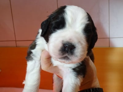 Les chiots de Chien du Saint-Bernard