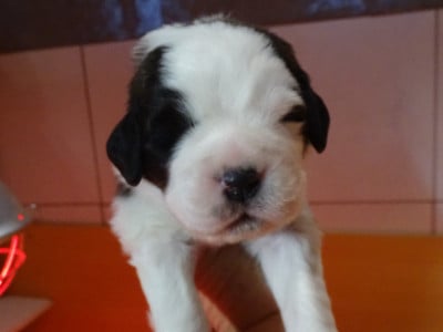 Les chiots de Chien du Saint-Bernard