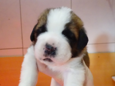 Les chiots de Chien du Saint-Bernard