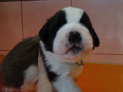 Les chiots de Chien du Saint-Bernard