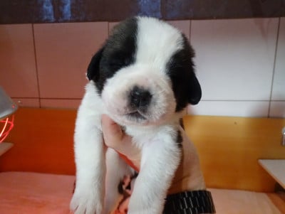 Les chiots de Chien du Saint-Bernard