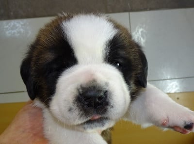 Les chiots de Chien du Saint-Bernard