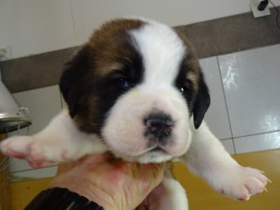 Les chiots de Chien du Saint-Bernard