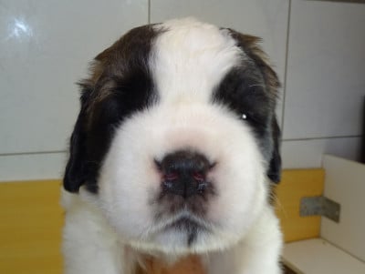 Les chiots de Chien du Saint-Bernard