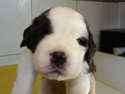 Les chiots de Chien du Saint-Bernard