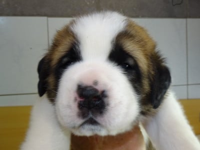 Les chiots de Chien du Saint-Bernard