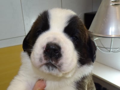 Les chiots de Chien du Saint-Bernard
