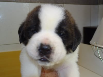 Les chiots de Chien du Saint-Bernard