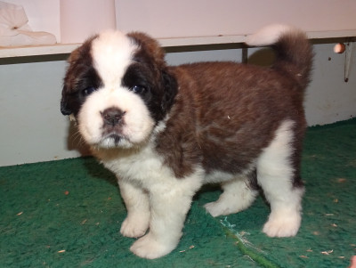 Les chiots de Chien du Saint-Bernard