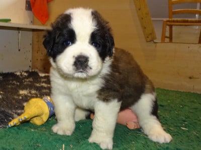 Les chiots de Chien du Saint-Bernard