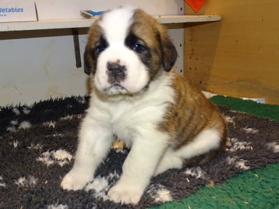 Les chiots de Chien du Saint-Bernard