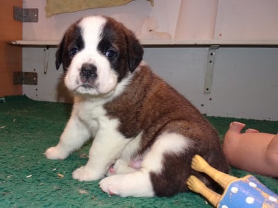 Les chiots de Chien du Saint-Bernard