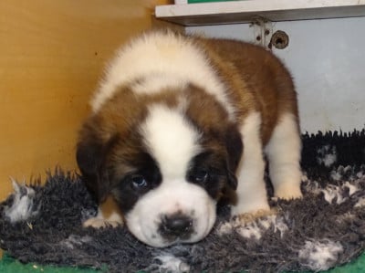 Les chiots de Chien du Saint-Bernard