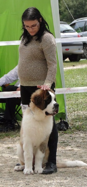 Mustang du mas de Jalnot - 3 em TRES PROMETEUR