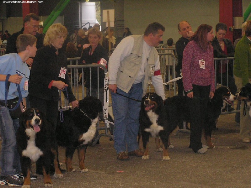 Twenny Des hautes vernades - Trés Bon ( Speciale de Race)