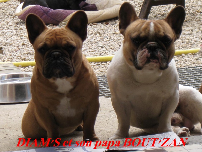 Diam's des domaines du Tryskell