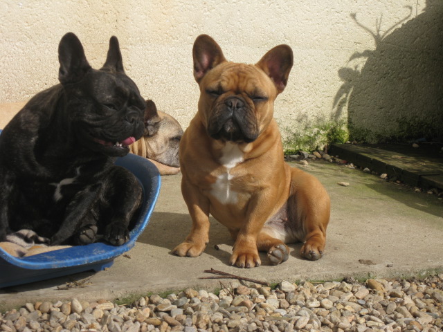 Diam's des domaines du Tryskell