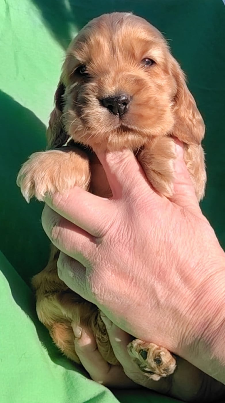 Cocker Spaniel Anglais - Weeping Willows
