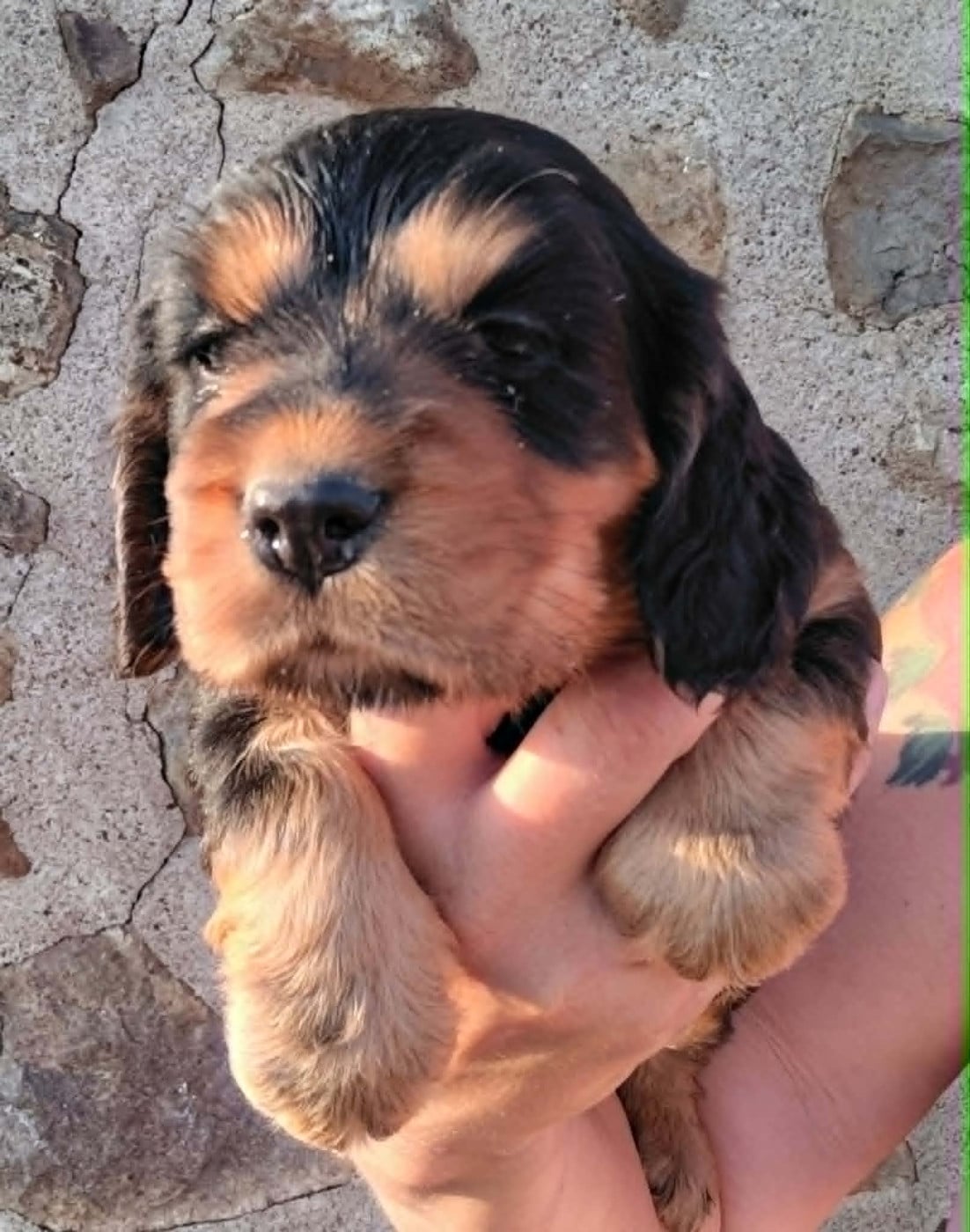 Cocker Spaniel Anglais - Weeping Willows