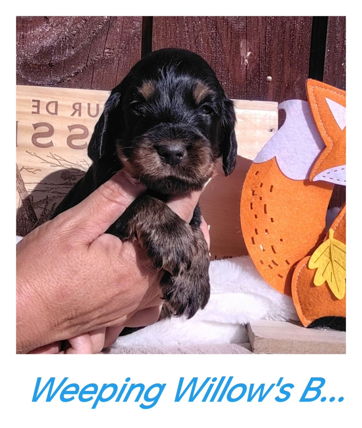 Chiot Cocker Spaniel Anglais