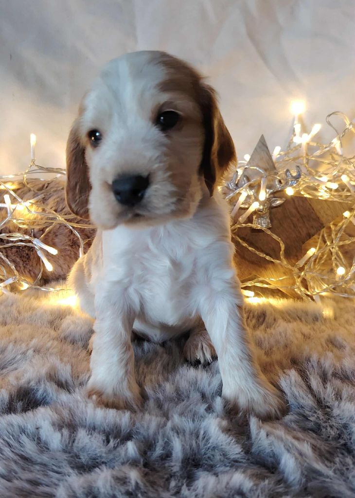 Cocker Spaniel Anglais - Weeping Willows