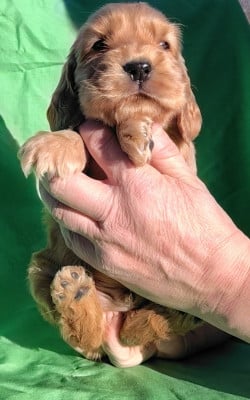 Les chiots de Cocker Spaniel Anglais