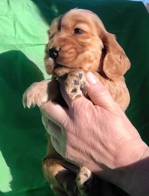 Les chiots de Cocker Spaniel Anglais