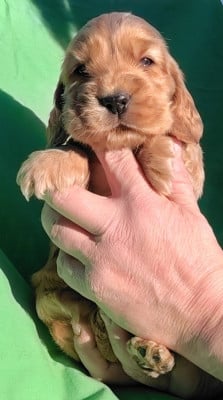Les chiots de Cocker Spaniel Anglais