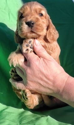 Les chiots de Cocker Spaniel Anglais