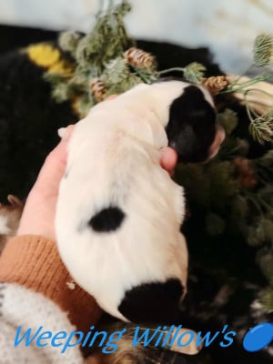 Les chiots de English Springer Spaniel