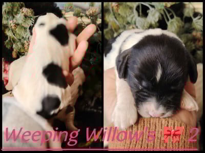 Les chiots de English Springer Spaniel