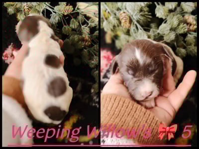 Les chiots de English Springer Spaniel