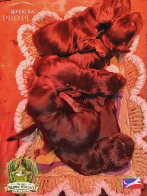 CHIOT 1 - Cocker Spaniel Anglais