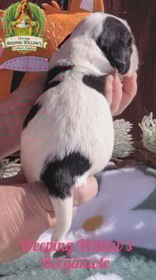 Weeping Willow's Bergamote - Cocker Spaniel Anglais