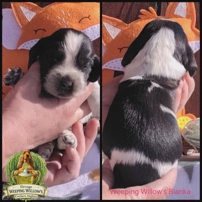 Weeping Willow's Bianka - Cocker Spaniel Anglais