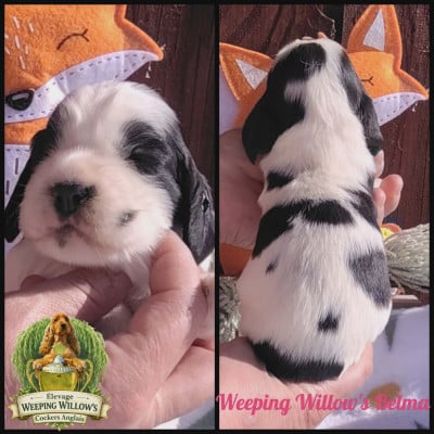 Cocker Spaniel Anglais