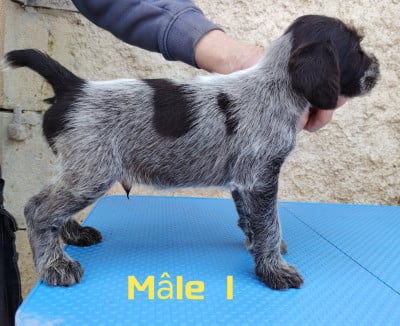 Les chiots de Chien d'arrêt allemand à poil dur