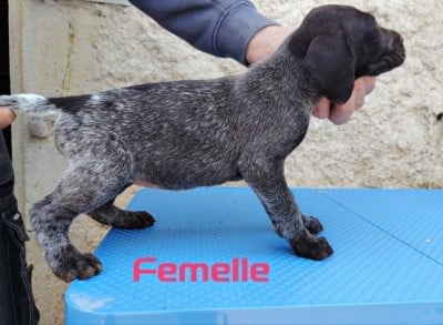Les chiots de Chien d'arrêt allemand à poil dur