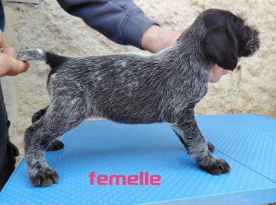 Les chiots de Chien d'arrêt allemand à poil dur
